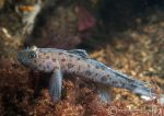 Leopard-spotted goby