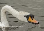 Mute swan