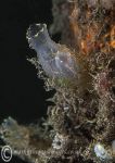 Yellow-ringed sea squirt 2