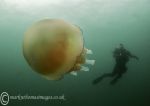 Barrel jellyfish & dive buddies 2