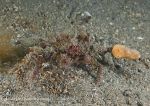 Sponge/scorpion crab