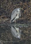 Grey Heron - riverbank 2