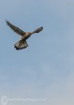 Kestrel hunting