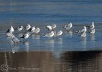 Gulls on Ice