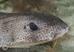 Small-spotted catshark