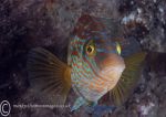 Corkwing Wrasse