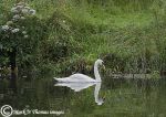 mute swan reflection