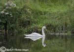 mute swan reflection