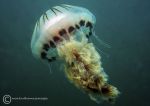 Compass Jellyfish 06/24