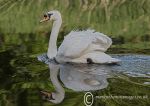 Mute Swan