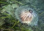Compass Jellyfish 06/24