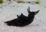 Sea Hare