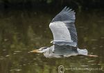 Grey Heron Flight 1