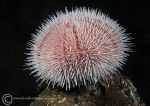 Urchin