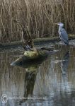 Grey heron & ? carved bird