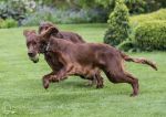 Finbar & Roonagh & a ball 3