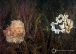 Geitodoris planata & eggs