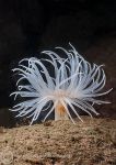 Sea loch anemone