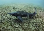 Sturgeon