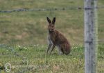 Irish hare