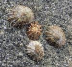 Limpets