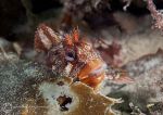 Tompot blenny