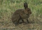 Irish hare