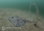 Thornback ray