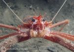 Long-clawed squat lobster