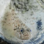 Goby on Mussel Shell 2
