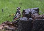 Greater Spotted Woodpecker