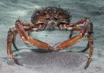 Spiny spider crab