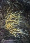 Branched Antenna Hydroid