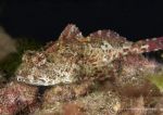 Long-spined scorpionfish