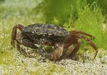 Shore crab-Criccieth