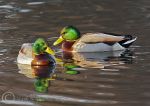 Mallard - male