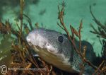 Small-spotted catshark