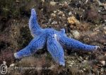 Blue starfish 