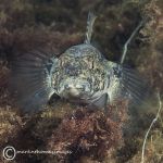 Black goby