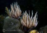 Snakelocks anemone