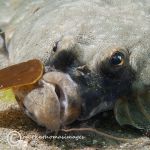 Plaice