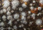 Sandaled anemone