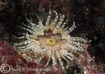 gem anemone