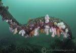 Dead Man's Fingers - Farnes