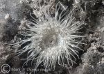Silver anemone