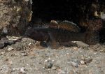 Black goby