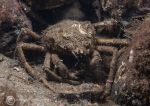 Spider crab/sea toad
