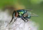 Greenbottle - Lucilia caesar.