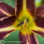 Hoverfly on lily