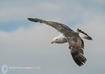 Herring Gull - juvenile